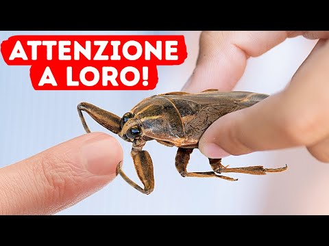 Se vedete questo scarafaggio, allontanatevi subito + altri consigli per la sicurezza