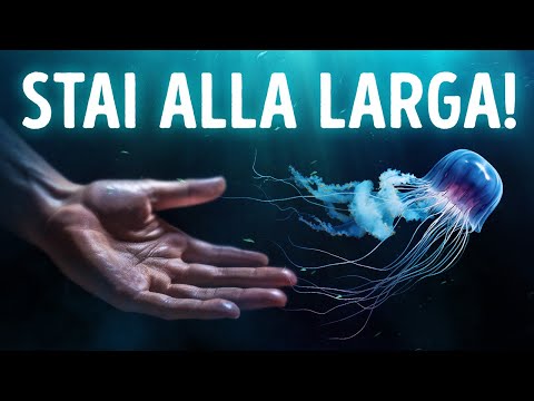 Se Noti questo Fenomeno in Acqua, Allontanati