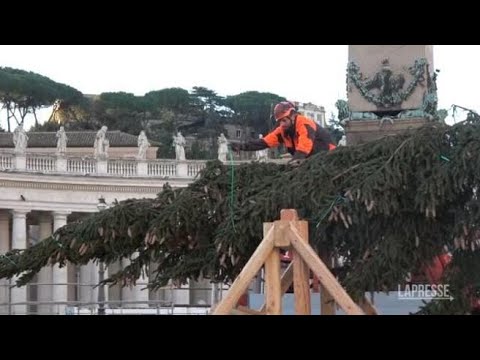 Vaticano, alzato l’albero di Natale in Piazza San Pietro