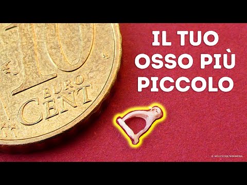 I segreti più sorprendenti delle ossa umane! Non crederete a quello che c’è dentro