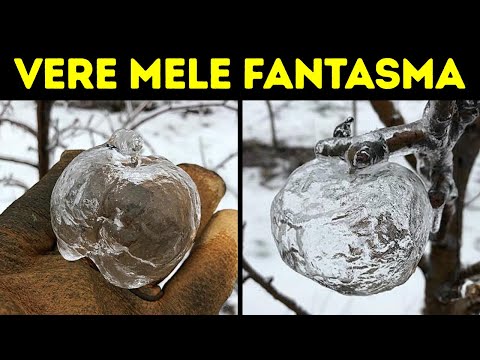Se Vedete una Mela Fantasma, ecco Cosa Significa