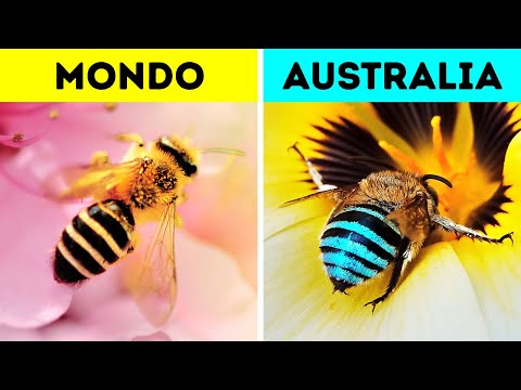 I COOL inquietanti che sono davvero fantastici