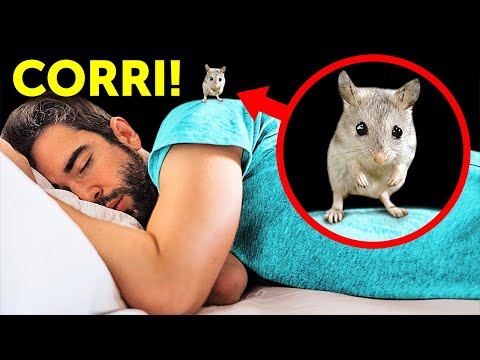 Anche gli scorpioni hanno paura di questo simpatico topo