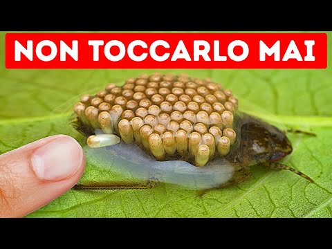 15+ fatti bizzarri sugli animali che vi faranno uscire fuori di testa