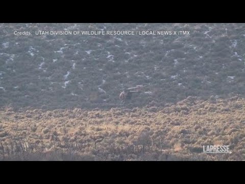 Usa, cervi trasportati in elicottero nello stato dello Utah