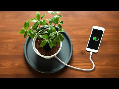 Presto Potremo Ricaricare lo Smartphone Grazie a Questi Alberi