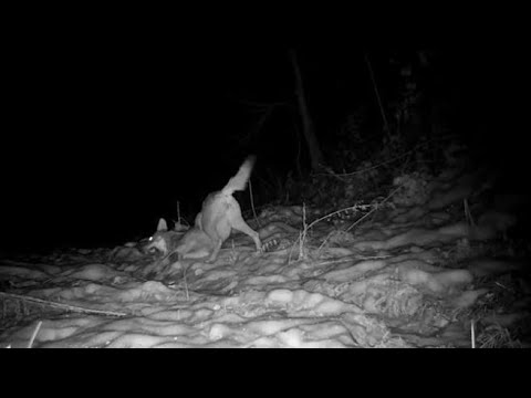 La lupa gioca sulla neve in piena notte: le immagini catturate da una fototrappola…