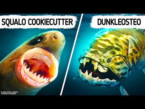 Creature marine che vi daranno un motivo per temere l’oceano