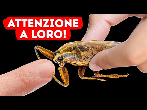 Se lo vedete sott’acqua, uscite subito!