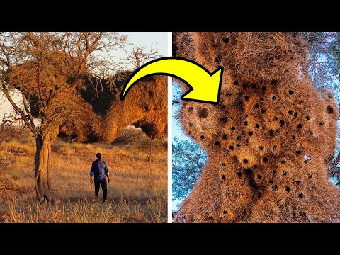 Nidi mostruosi che inghiottono tutto ciò che trovano sul loro cammino