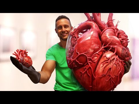 I Cuori più Grandi e più Piccoli del Regno Animale