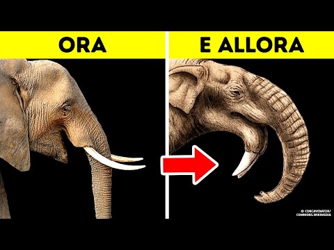 Oltre 80 fatti sugli animali da cercare subito su Google