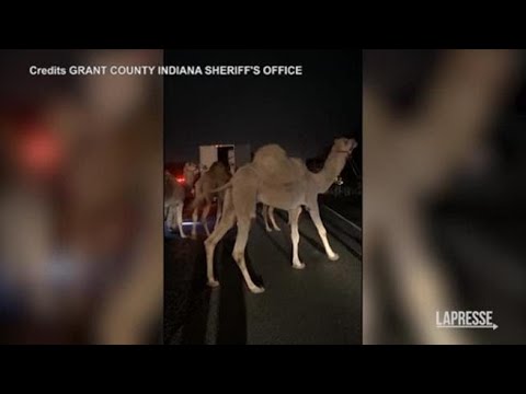 Usa, camion prende fuoco in autostrada: cammelli e zebre in strada