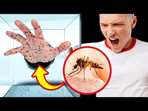 Cosa succederebbe se 1.000 zanzare vi mordessero + altre ipotesi selvagge?