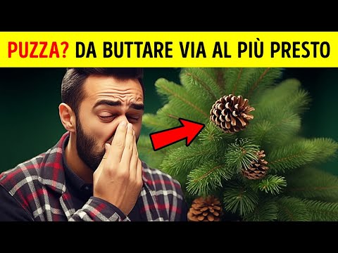 Se L’Albero di Natale ha un Odore Brutto, Ecco Spiegato il Perché