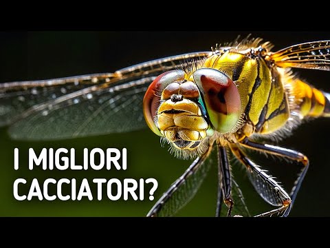 Se le libellule fossero più grandi, governerebbero la catena alimentare