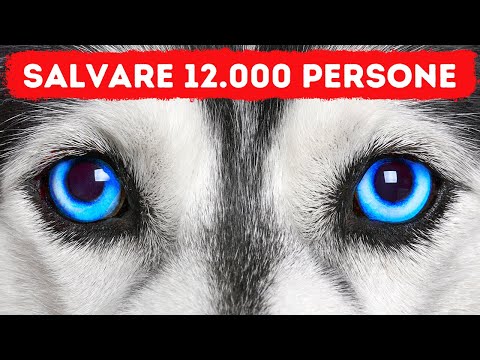 Togo: L’indomito cane da slitta che ha salvato una città