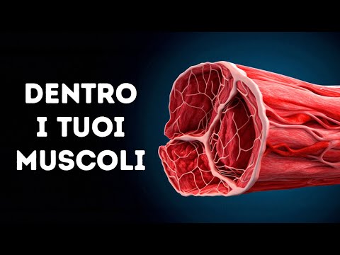 Un Viaggio Attraverso i Tuoi Muscoli
