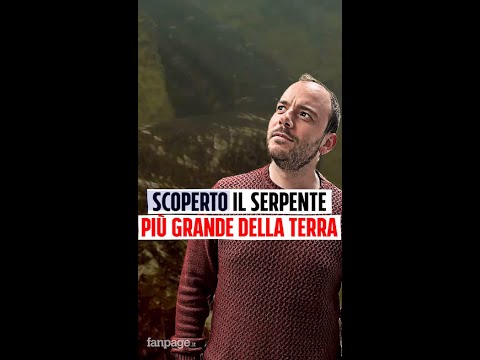 Il video del serpente più grande del mondo: le sue misure sono incredibili