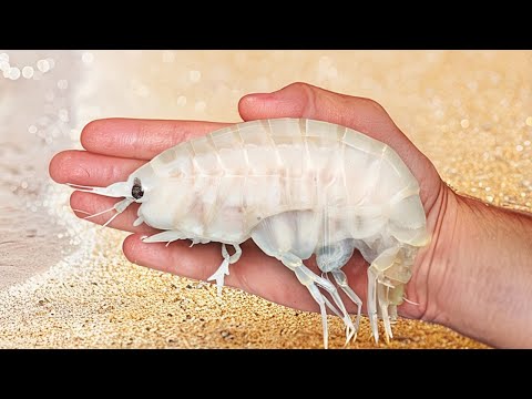 Cosa Vedremmo Se Prosciugassimo l’Oceano