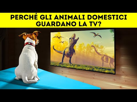Il tuo cane guarda davvero la TV?