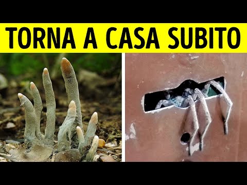 Queste Foto Ti Rinvigoriranno Come un Doppio Espresso