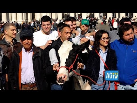 La mucca Ercolina in piazza San Pietro per l’Angelus, e Papa Francesco saluta gli agricoltori