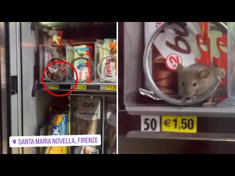 Spunta un topo tra gli snacks al distributore della stazione ferroviaria di Firenze Santa Maria…