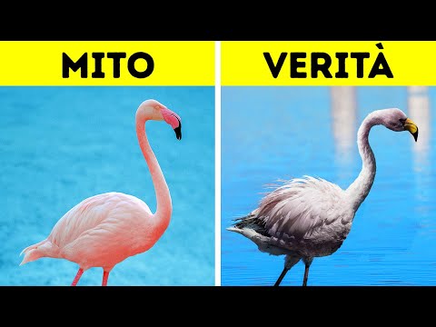 19 Fatti che Rendono il Regno Animale Ancora Più Affascinante