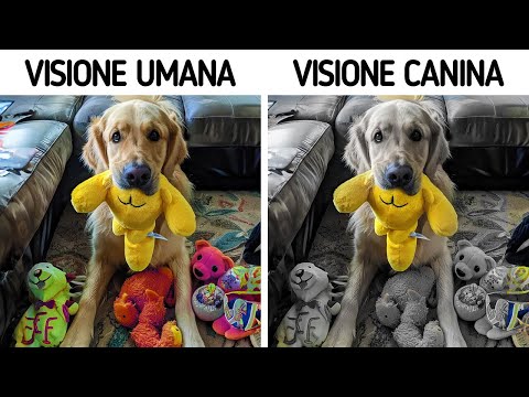 Un Cane Può Vedere i Giocattoli Solo se di Questi Colori