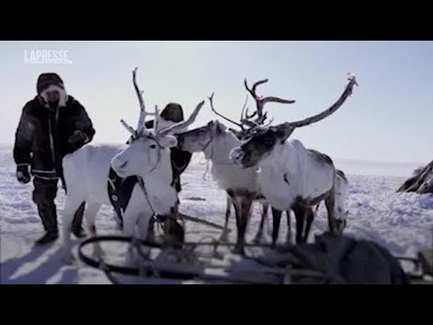 Elezioni Russia, dalla tundra al seggio con le renne