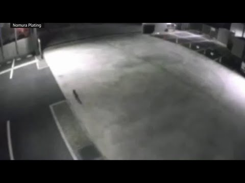 Il video del gatto «contaminato» che ha scatenato l’allarme sanitario a Fukuyama, in Giappone