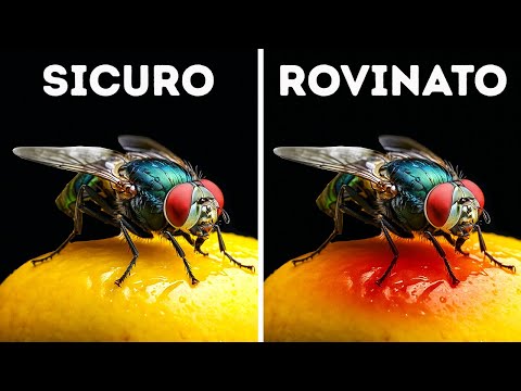 Fatti che ti faranno dire “Come?” più di una volta