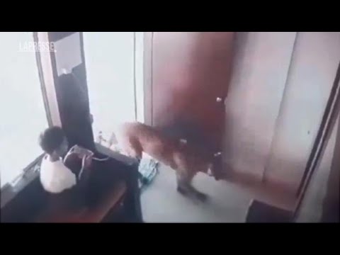 India: un leopardo entra nella sua stanza, il 12enne coraggioso lo intrappola