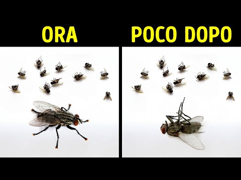 Le Mosche Invecchiano Più Velocemente Dopo Aver Visto Altri Esemplari Morire