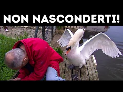I Cigni Sono Sorprendentemente Pericolosi + 7 Creature Carine ma Violente