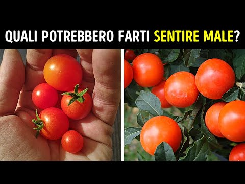 Queste Piante Sono Maestre di Mimetismo, Non Mangiarle!