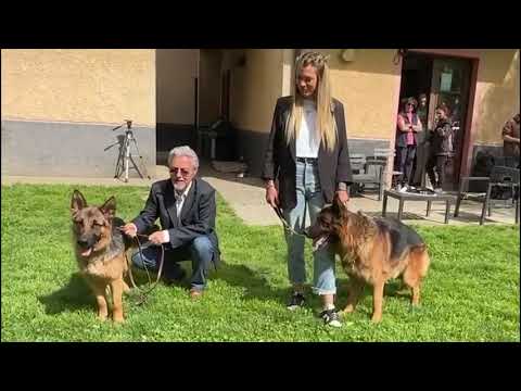 Günther VI, il cane più ricco del mondo ora l’adozione della cucciola Cindy