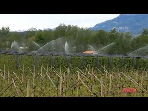 Trentino,l’ondata di gelo sui meleti in fiore