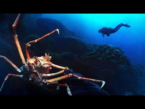 50 Prove che l’Oceano è più Spaventoso dello Spazio Esterno