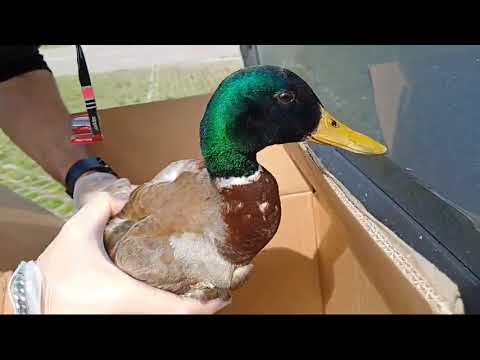 Germano reale intrappolato dalle reti nel Garda