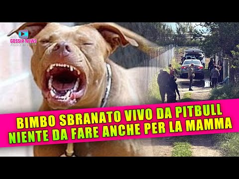 Bambino Sbranato Vivo Da Due Pitbull: Niente Da Fare Anche Per la Mamma!