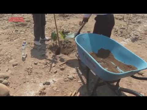 Perù, a Lima i volontari piantano 500 alberi per la Giornata della Terra