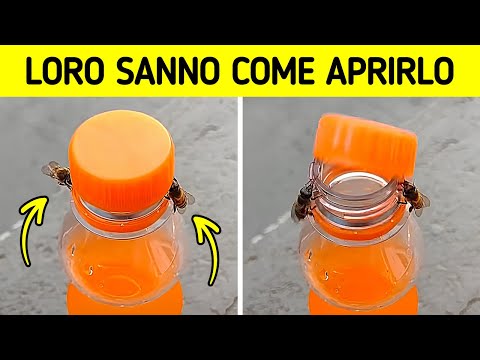 Le api sono così intelligenti che è semplicemente spaventoso