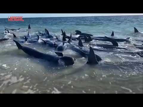 Australia, decine di balene arenate sulla spiaggia: i volontari cercano di salvarle