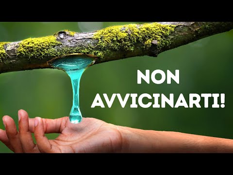 Meglio Incontrare un Grizzly nella Foresta Piuttosto che Queste Piante