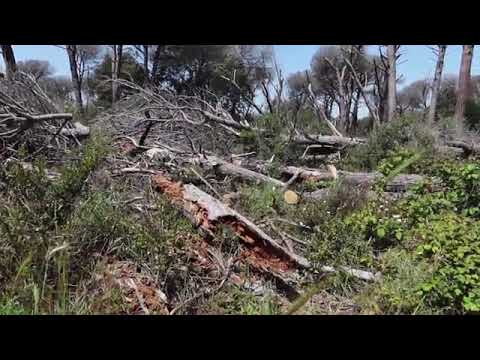 Castel Fusano, la pineta di Roma uccisa dalla cocciniglia