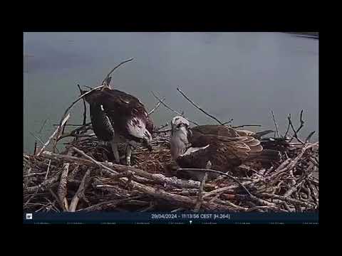Orbetello, la schiusa del primo uovo dei falchi pescatori