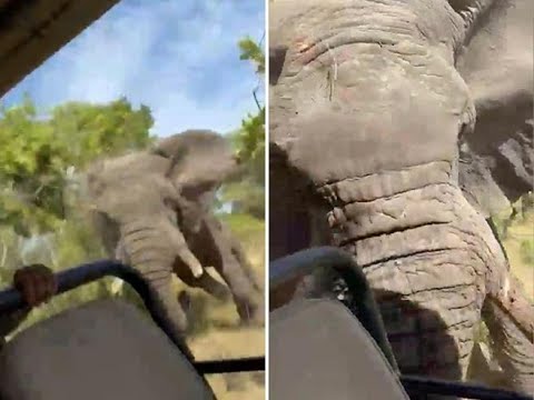 La rincorsa, poi la carica: un elefante attacca un minivan in Zambia e lo ribalta