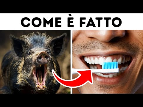 Segreti di cose quotidiane che ti faranno ripensare al tuo mondo